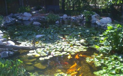 How To Care For Oklahoma Koi Fish