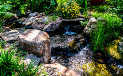 How to Add Aquatic Plants to Your Oklahoma Pond
