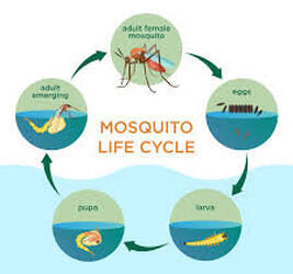 How To Keep Mosquitoes Away From Your Oklahoma Pond/Water Feature