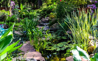 Plant Spotlight – Pickerel Rush