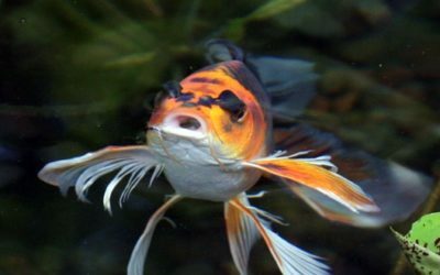 What Is a Butterfly Koi