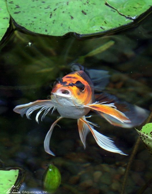 What Is a Butterfly Koi
