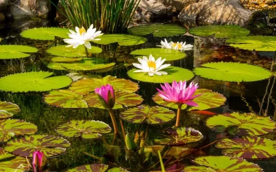 Plant Spotlight: Water Lilies