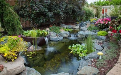 Plant Spotlight: Water Hyacinth