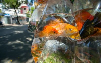 Transferring Fish – To Your Oklahoma Pond