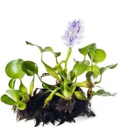 Water Hyacinth – In Oklahoma Ponds