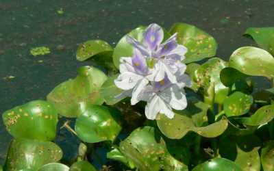 Benefits of Floating Aquatic Plants In Oklahoma Ponds