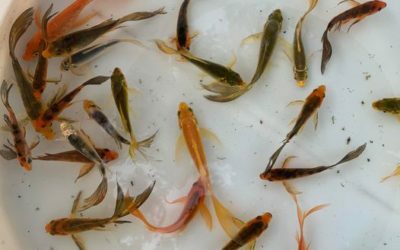 HOW TO CARE FOR KOI FISH IN OKLAHOMA CITY