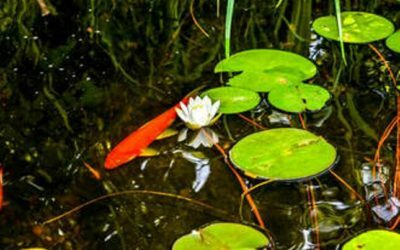 Why is my koi or goldfish not swimming with the others in my pond?
