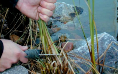 How To Avoid Drowning Plants
