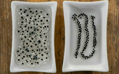 How can I tell if I have frog eggs or toad eggs in my Oklahoma Pond?