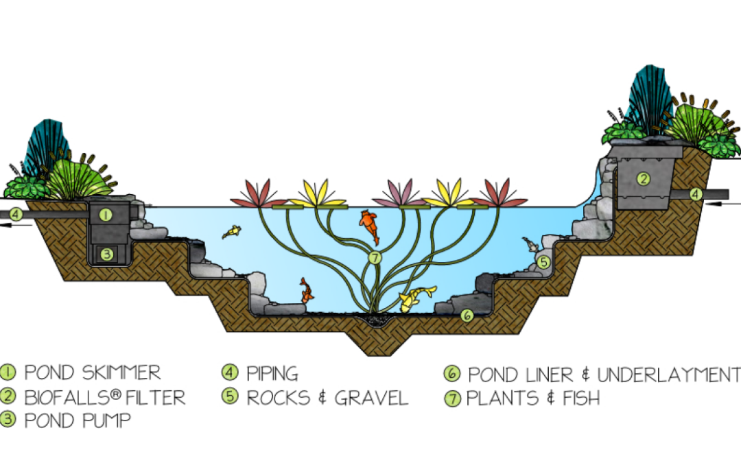 How an Ecosystem Pond Works in the Oklahoma City Area