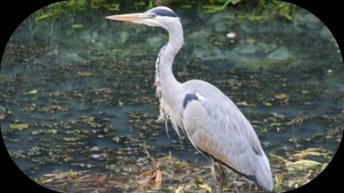 Common pond predators in Oklahoma and how to protect backyard koi and goldfish from herons, raccoons, and snakes.