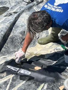Liner_repair_in_Surrey_Hills