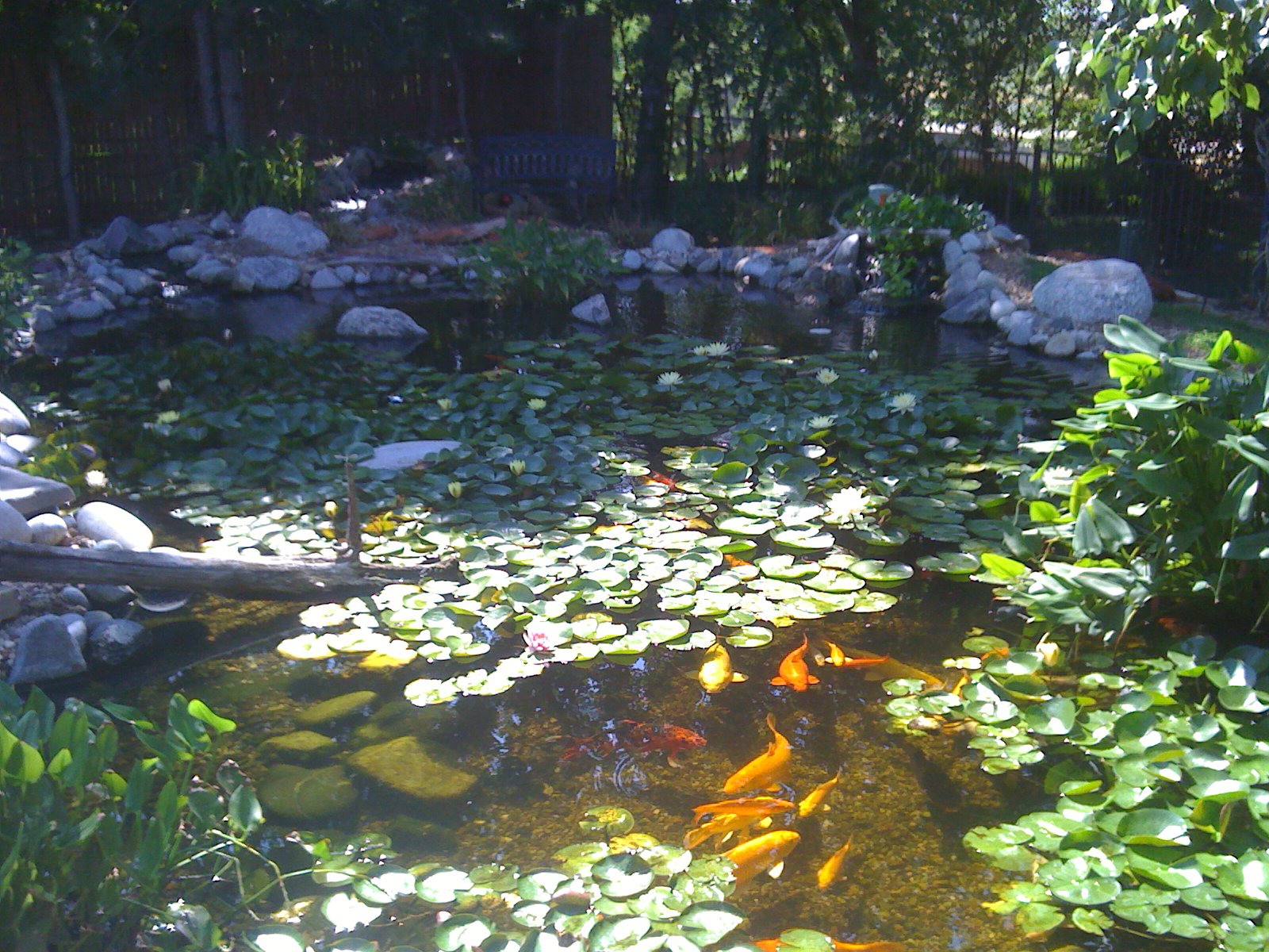 Backyard koi pond with waterfall and aquatic plants in Cleveland County, Oklahoma