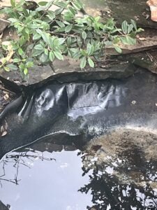 Close-up of patched pond liner along a rock and planted pond edge in Oklahoma City