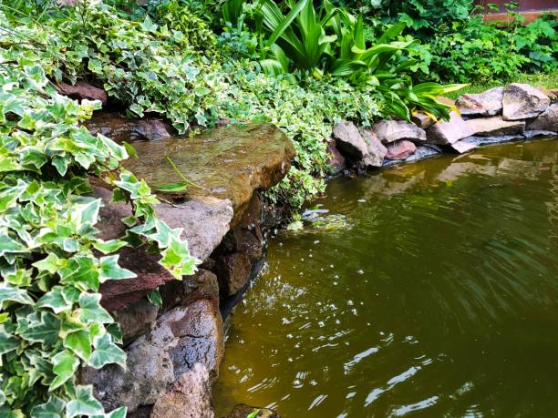 Pond Maintenance in Oklahoma City, OK underway as a technician clears debris from a backyard pond filter
